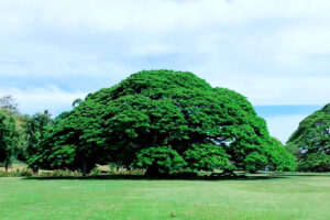 「日立の樹」テーマソングとともに記憶される、ハワイ・モアナルアガーデンにある巨木（画像：写真AC）