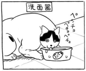 ひたすら水をペチョペチョする猫ちゃん！（邑田さん提供）