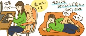 どうしても飼い主のそばにいたいゴールデンレトリーバー(8kanchi8さん提供)