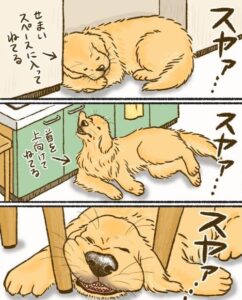クセの強い場所でもぐっすりなゴールデンレトリーバー(8kanchi8さん提供)