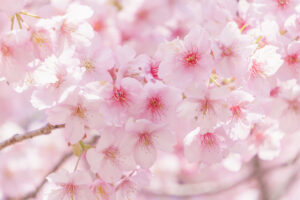 ケツメイシの「さくら」にも登場する桜の木。（画像：写真AC）
